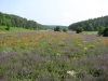 IMG_2205.jpg
