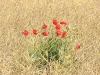 IMG_3891.jpg